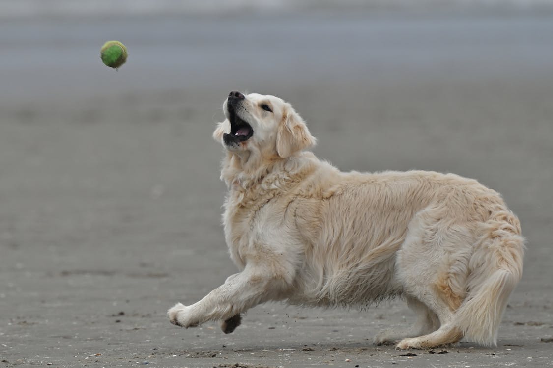 Dog Catching Ball