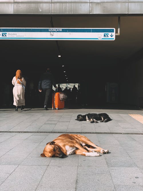 Dogs Lying on Sidewalk