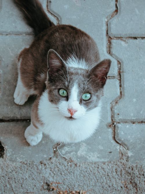 Free Adorable tabby cat sitting on an Ankara street pavement, looking curiously up. Stock Photo