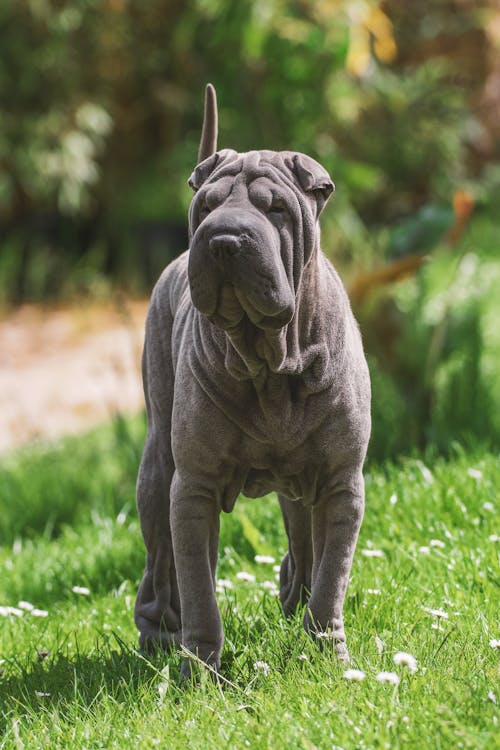 Foto profissional grátis de animal de estimação, cachorro, fotografia animal