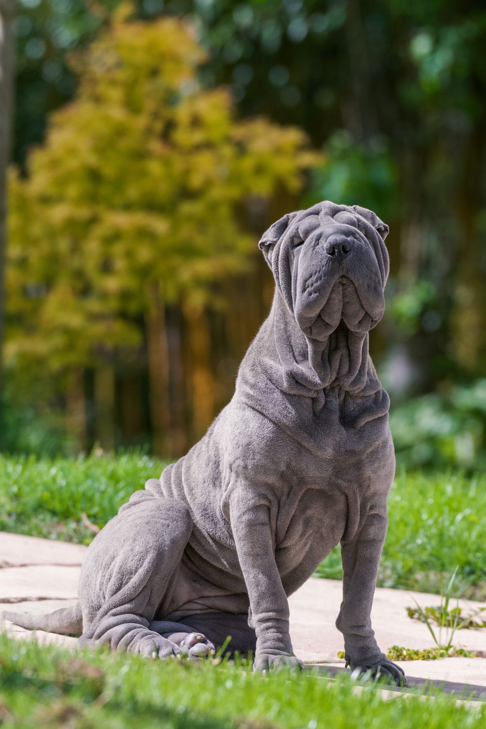 Shar-Pei, photo 5