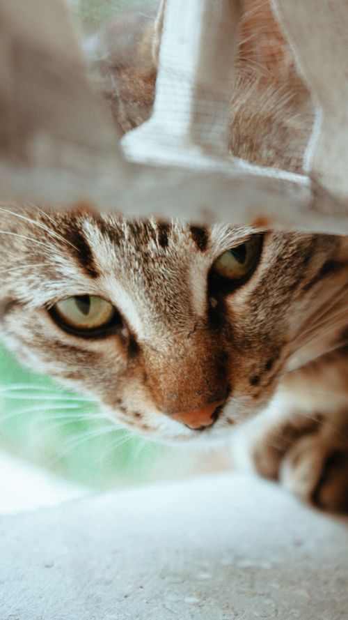 Free stock photo of cat eye, cats, kitty Stock Photo