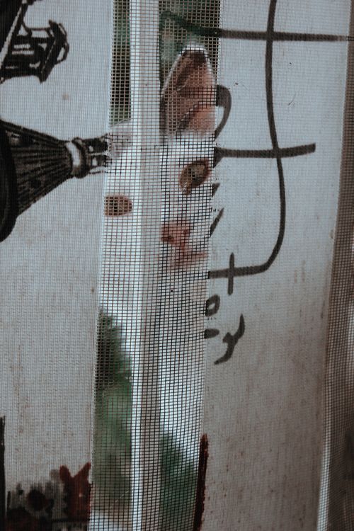 Free stock photo of cat, cat eye, cats Stock Photo