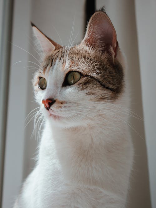 ネコ, ぶち, ペットの無料の写真素材