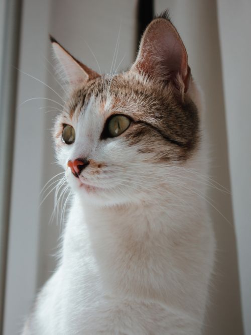 Free Charming close-up portrait of a tabby cat in soft lighting, perfect for mobile wallpaper. Stock Photo