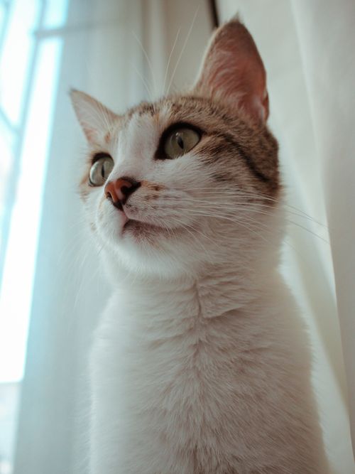Free stock photo of cat, cat eye, cats Stock Photo