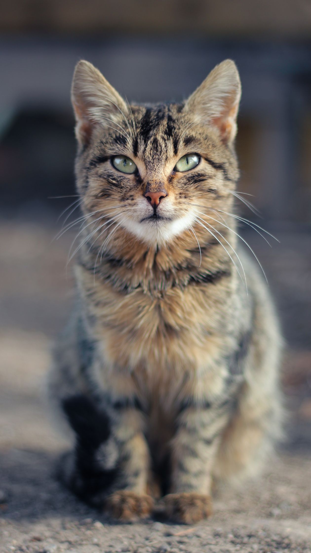 Cat Coat Patterns: A Visual Guide to Tabby, Calico & More