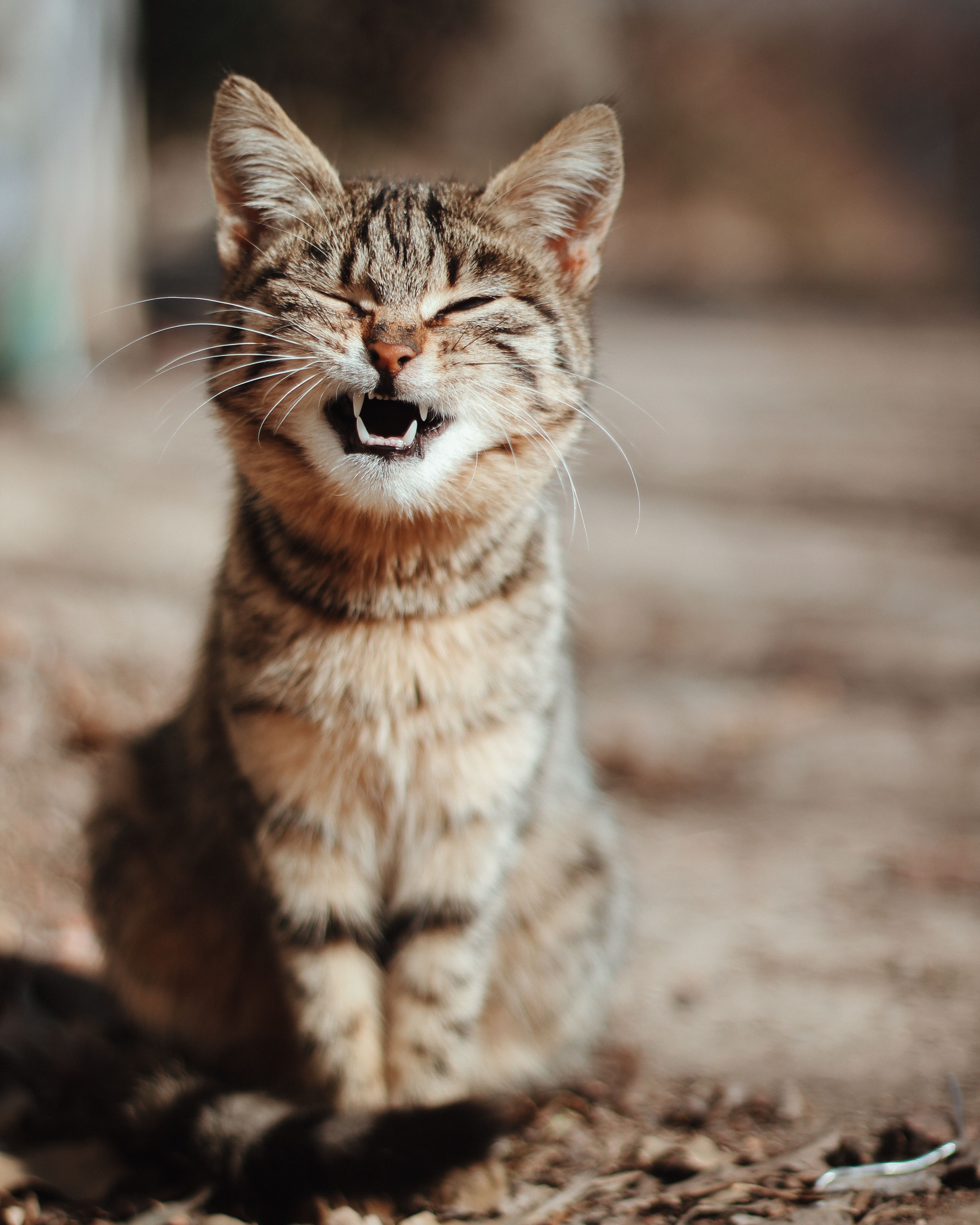 Foto profissional gratuita de amigo peludo, animais selvagens, animal ...
