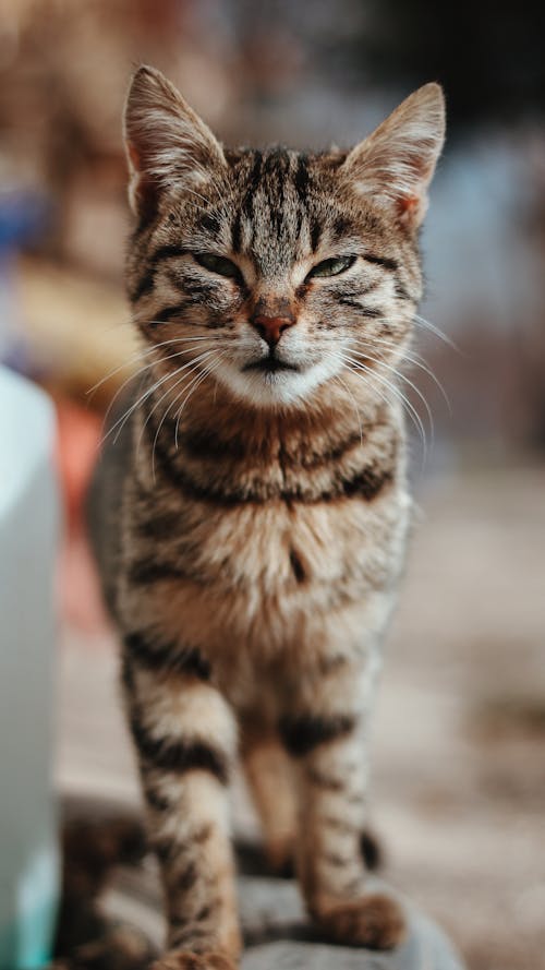 Gratis stockfoto met dierenfotografie, gestreepte kat, huisdier