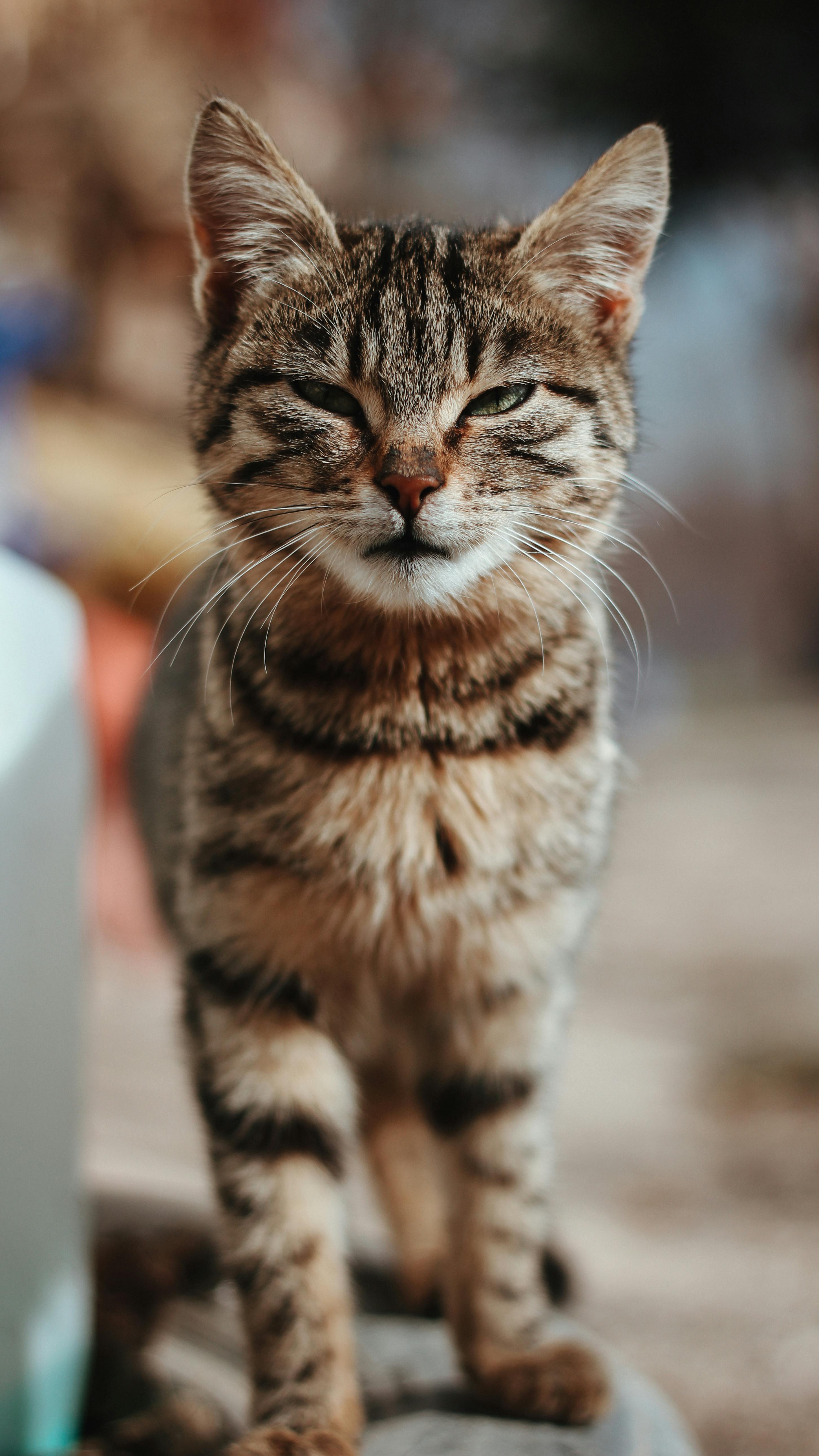 Coastal Tabby Photos, Download The BEST Free Coastal Tabby Stock Photos