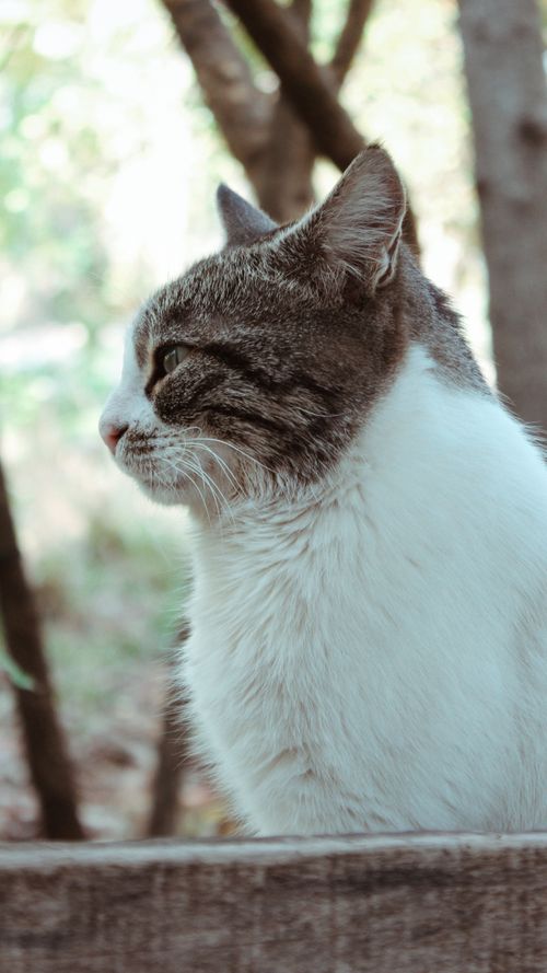 Free stock photo of cat, cats, kitty Stock Photo