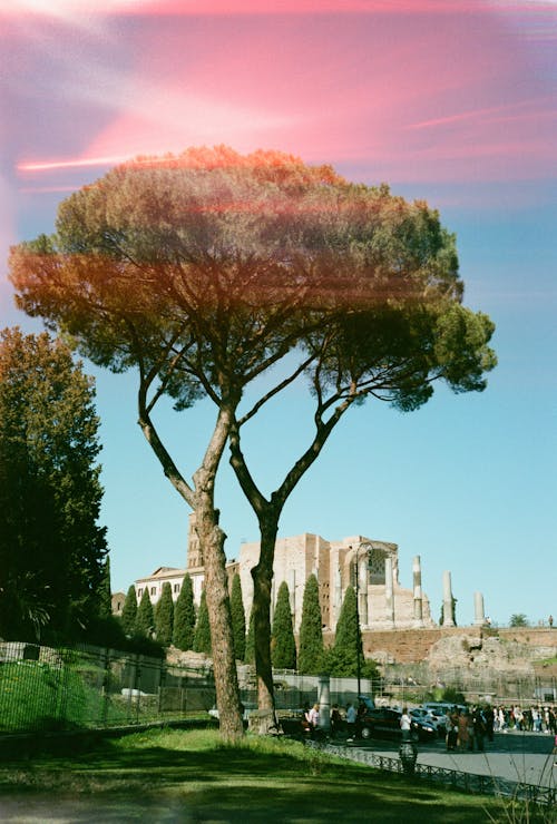 Tree and City Rome, Italy