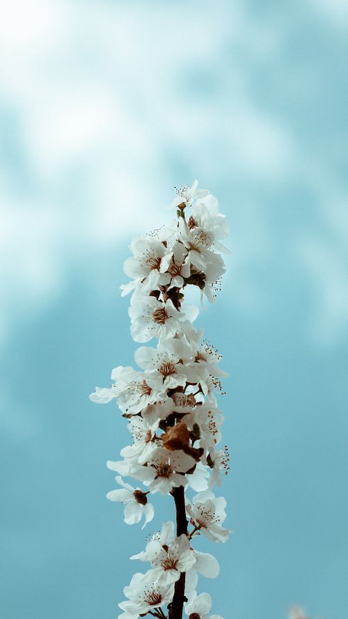 Free stock photo of beautiful sky, flower, flowers Stock Photo