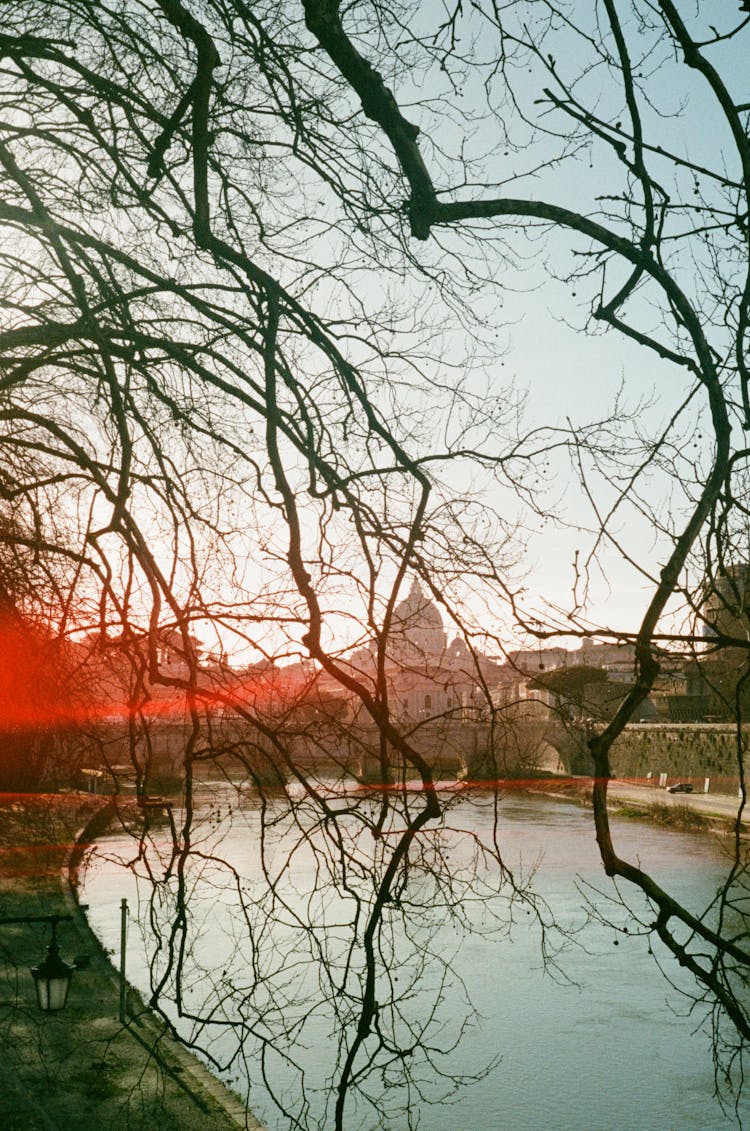 Tree Branch, Pond And City In Background