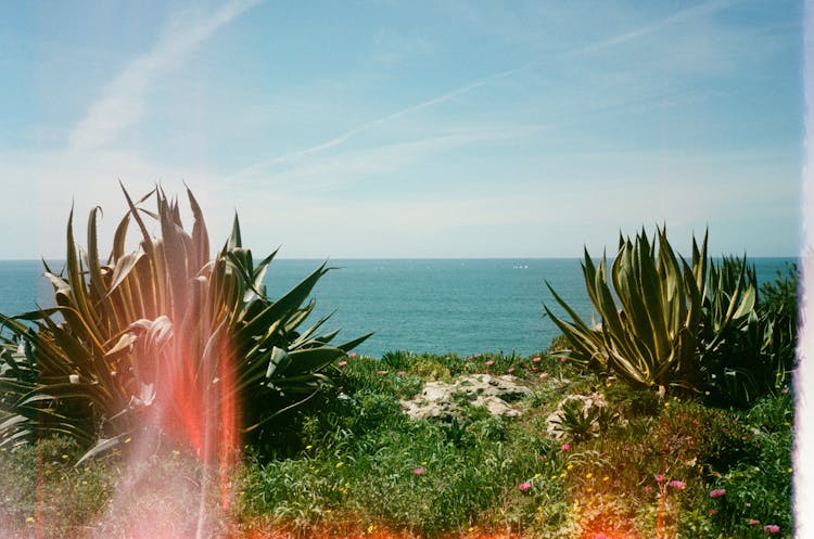 Plants And Sea With Horizon