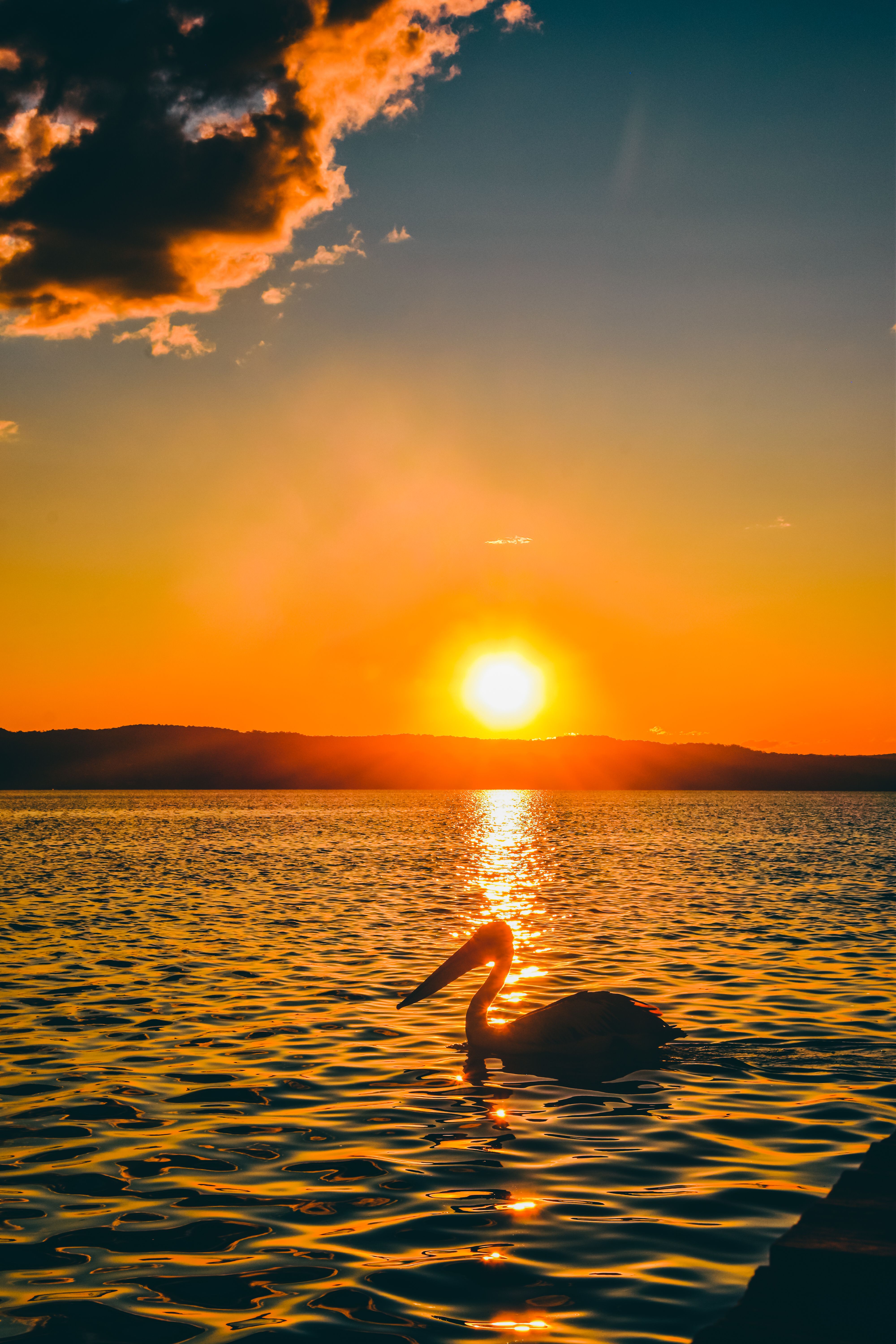A pelican swimming in the water at sunset · Free Stock Photo