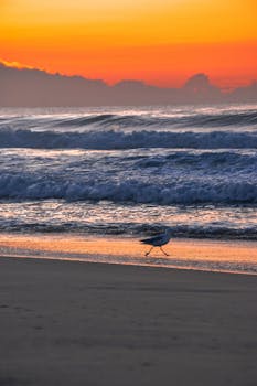 Seagull walks along the beach at sunrise with vibrant sky and gentle waves.