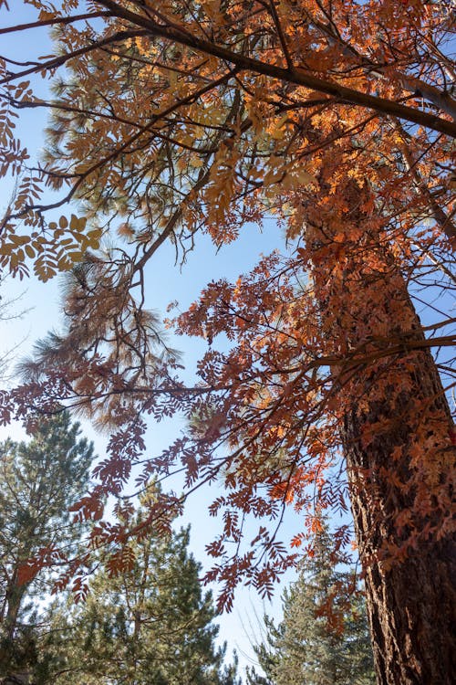 天空, 太浩湖, 樹木 的 免费素材图片