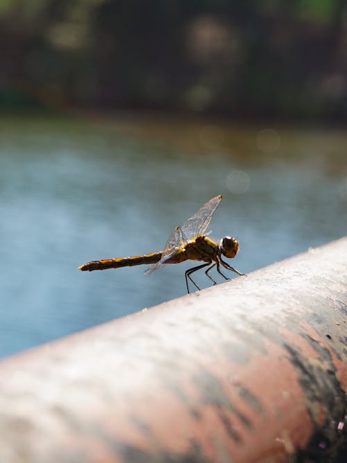 Photos gratuites de faune, fleuve, insecte