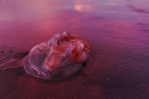 Foto profissional grátis de água-viva, animal, areia