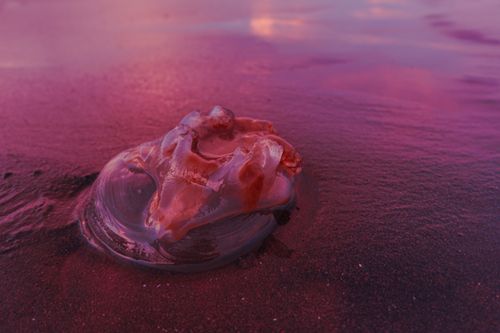 Free A mesmerizing close-up of a jellyfish on a pink shoreline during sunset, showcasing natural beauty. Stock Photo