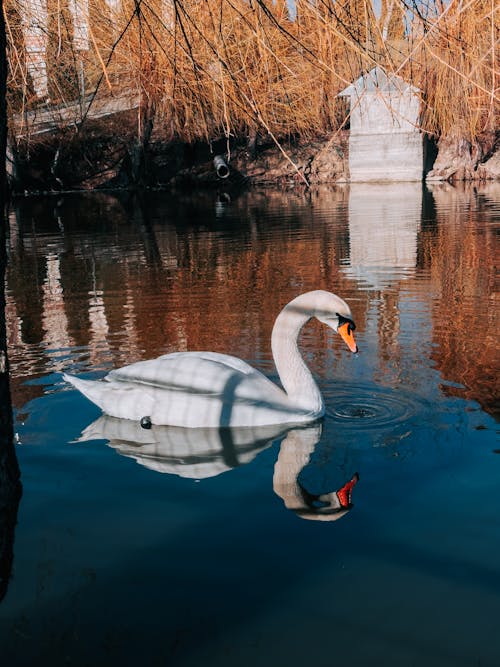 Darmowe zdjęcie z galerii z jezioro, łabędź, natura