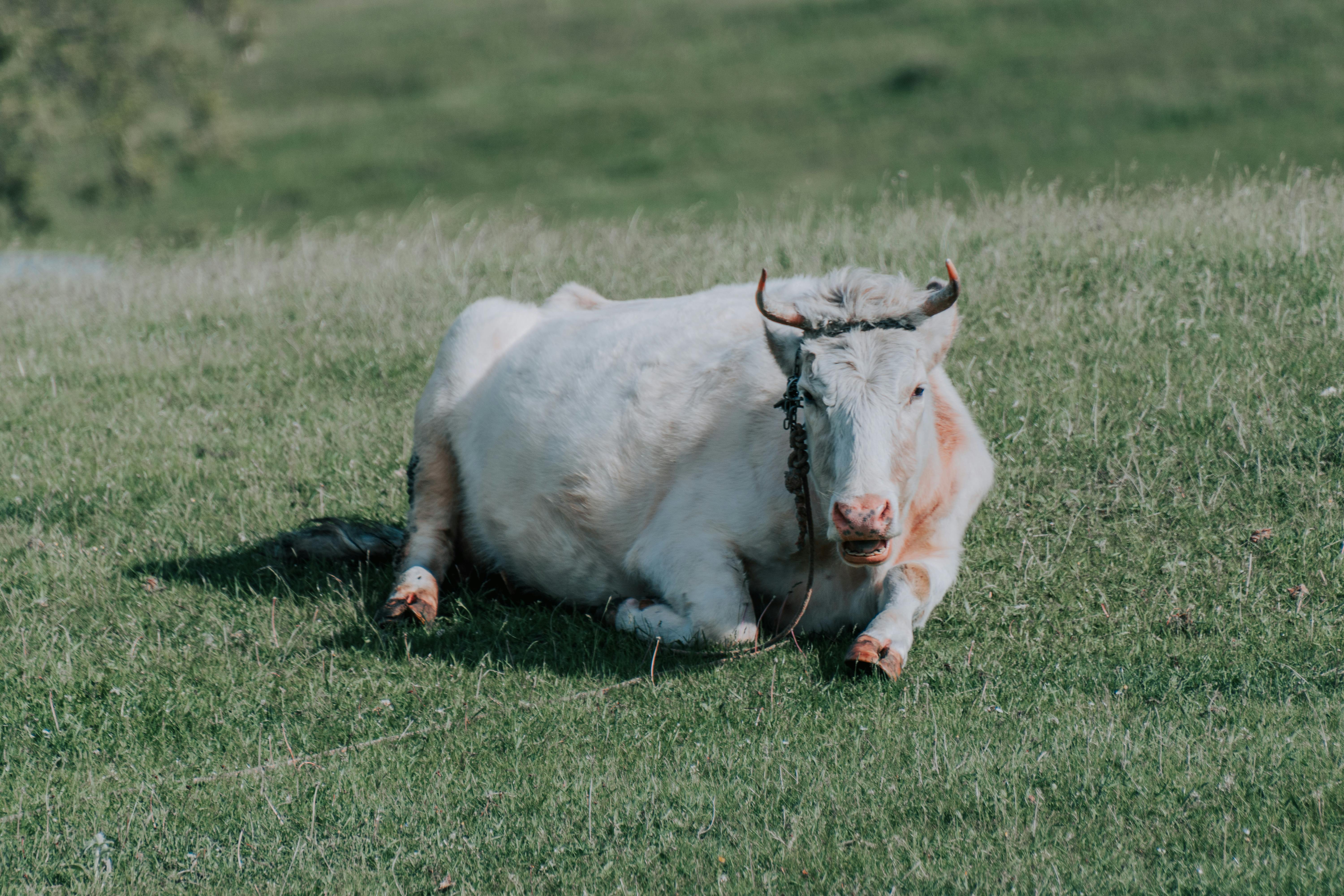 Gratuit Photos gratuites de agriculture, animal à cornes, animal au repos Photos