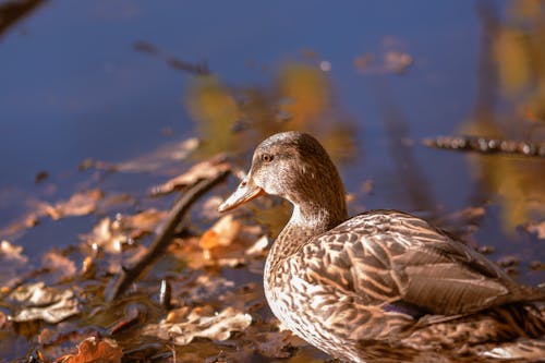 Gratis stockfoto met beest, birdwatching, detailopname