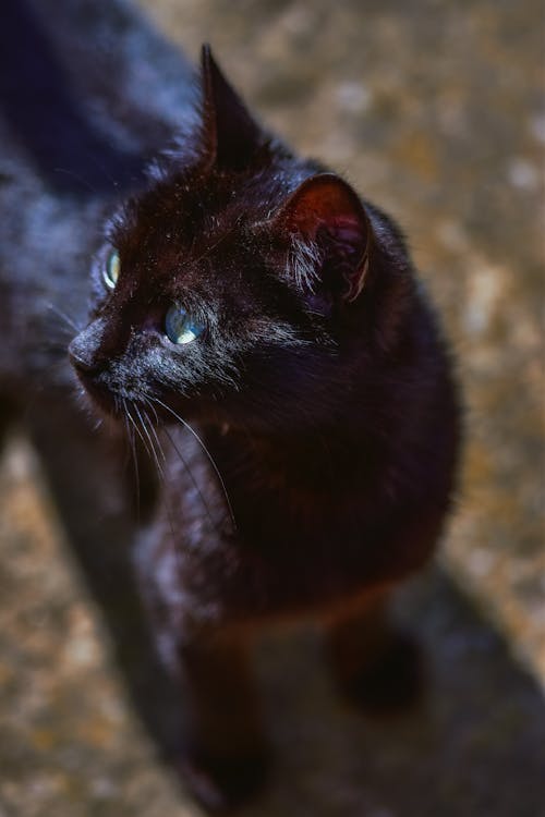 Close-up of a Black Cat Outdoors 