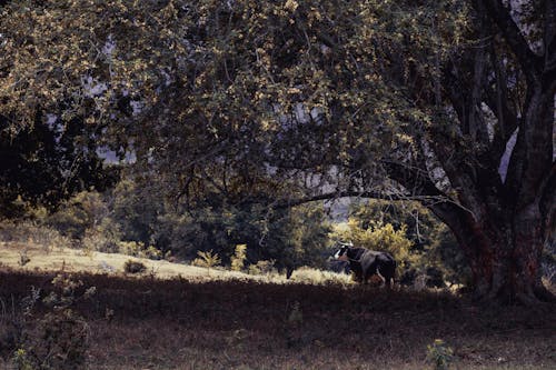 A Cow under a Tree on a Field