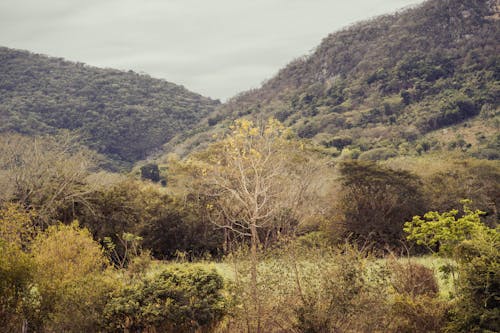 Безкоштовне стокове фото на тему «гори, дерева, зростання»