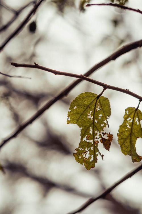 Free Detailed view of autumn leaves on branches, showcasing nature's seasonal transition. Stock Photo