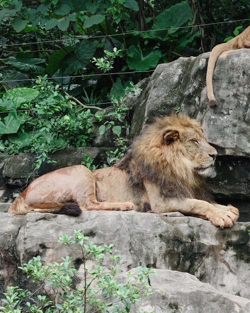 Ücretsiz aslan, büyük kedi, dikey atış içeren Ücretsiz stok fotoğraf Stok Fotoğraflar