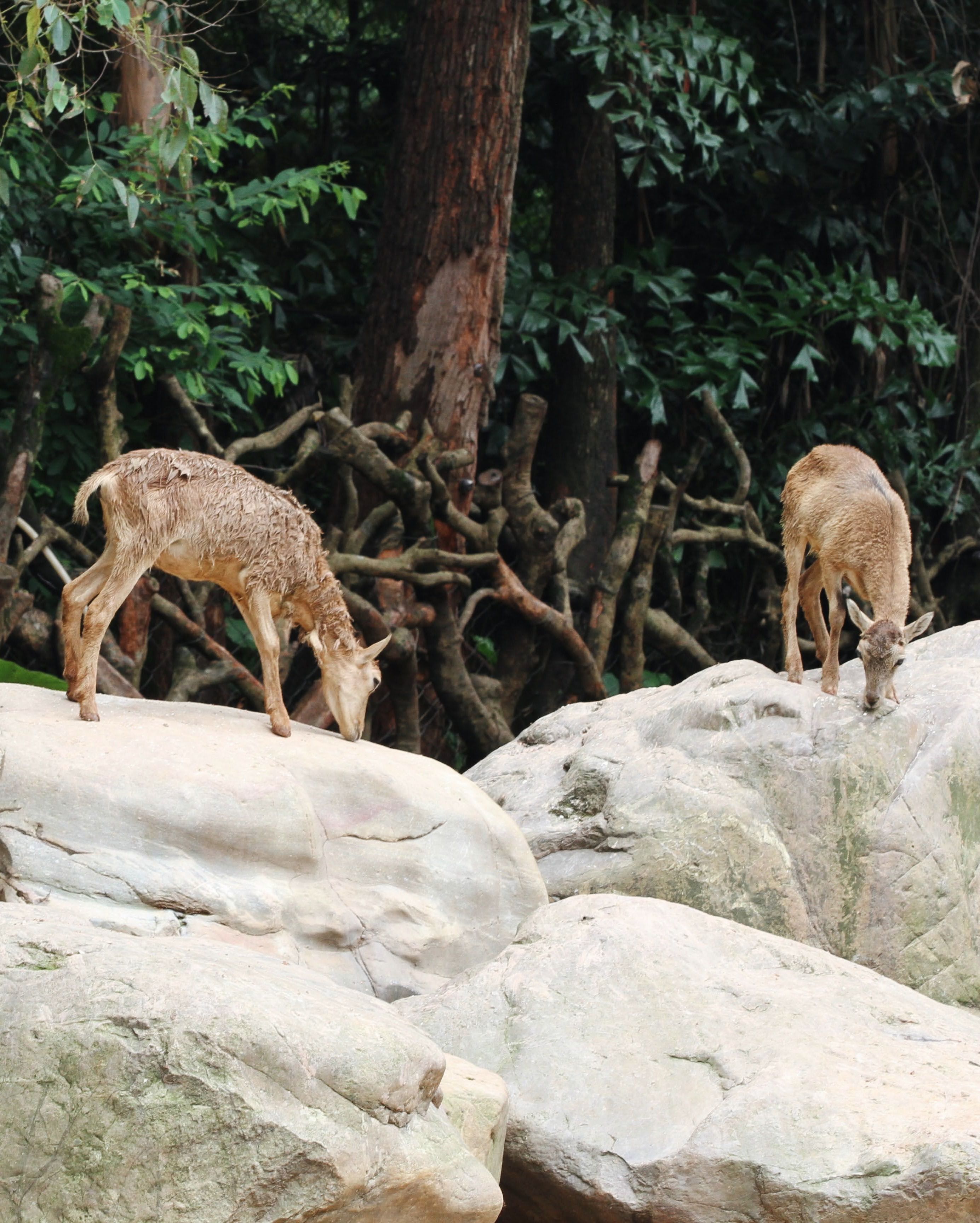 Two wild deer grazing on rocky terrain in a lush forest setting, showcasing natural wildlife behavior.