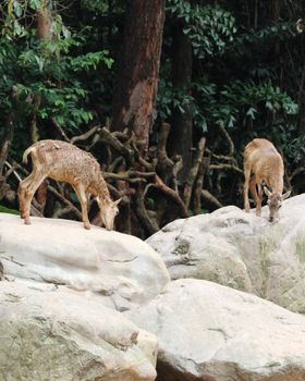 Two wild deer grazing on rocky terrain in a lush forest setting, showcasing natural wildlife behavior.