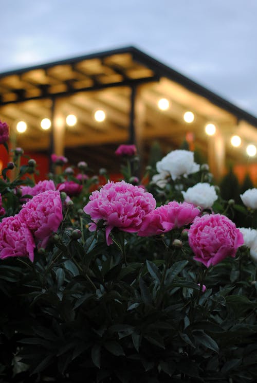 Bush with Pink Roses