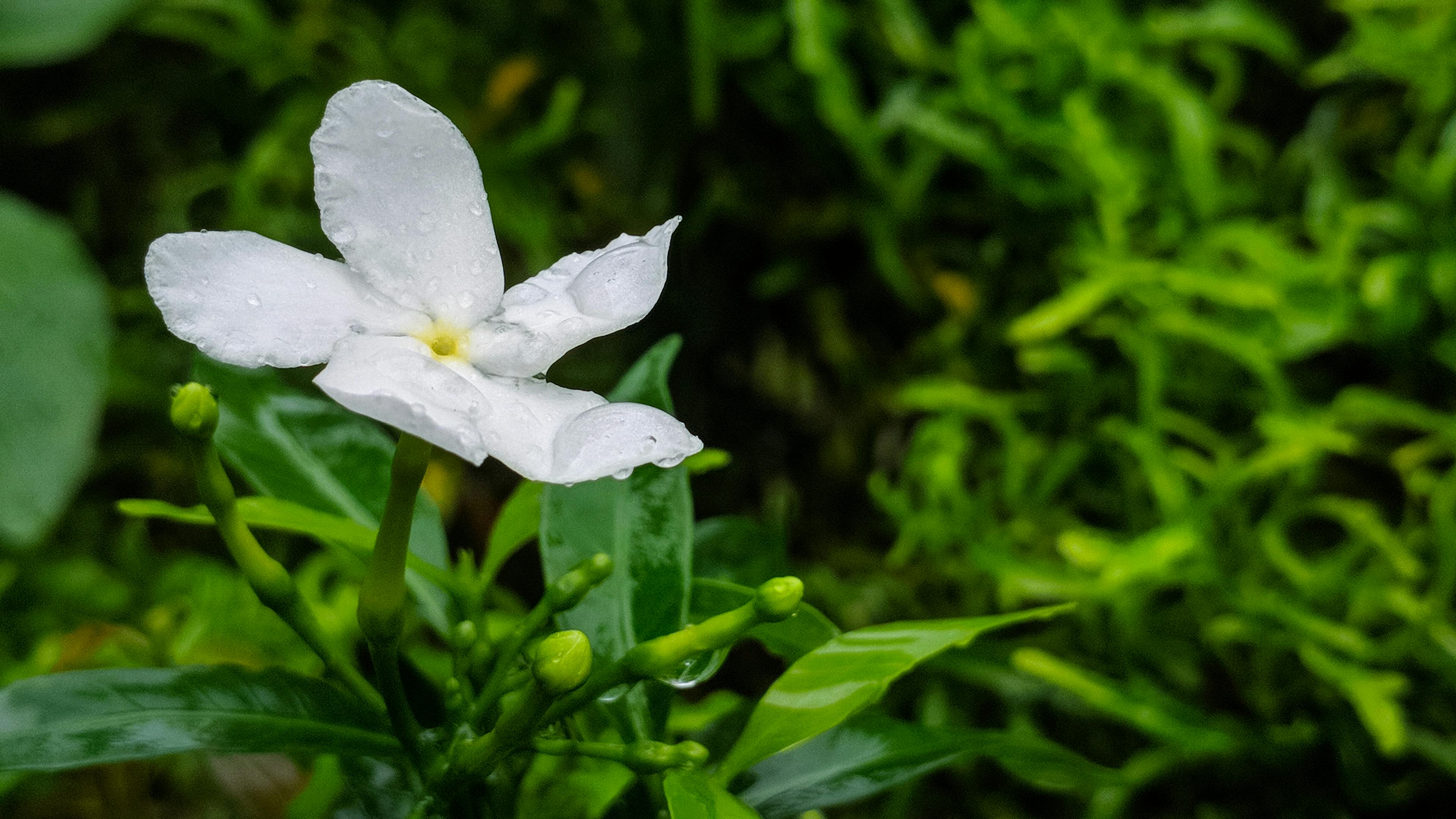 Free Stock Photo Of 4k Wallpaper Beautiful Flowers Desktop