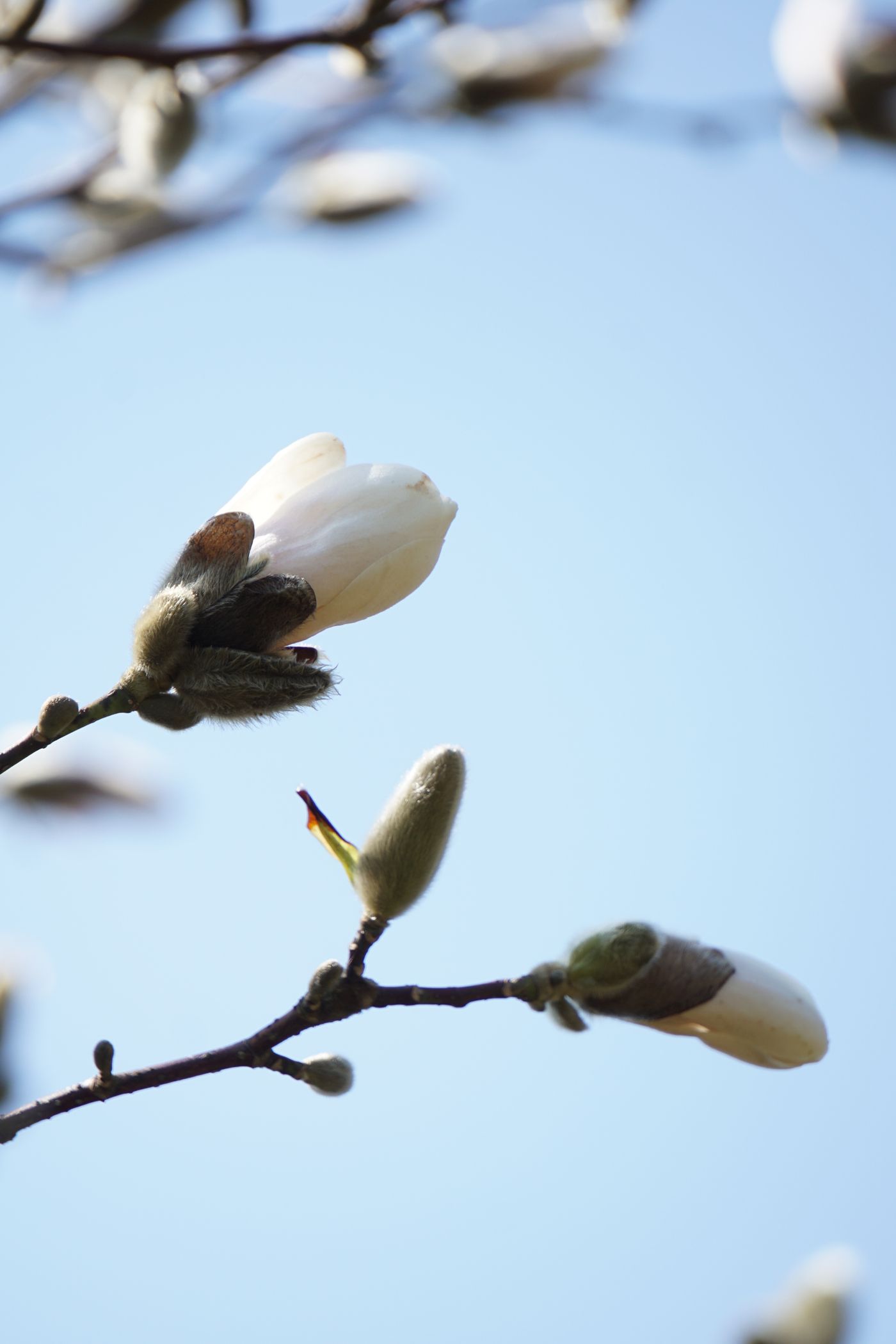 Zbliżenie na pąki magnolii — wiosenne pąki różowej magnolii