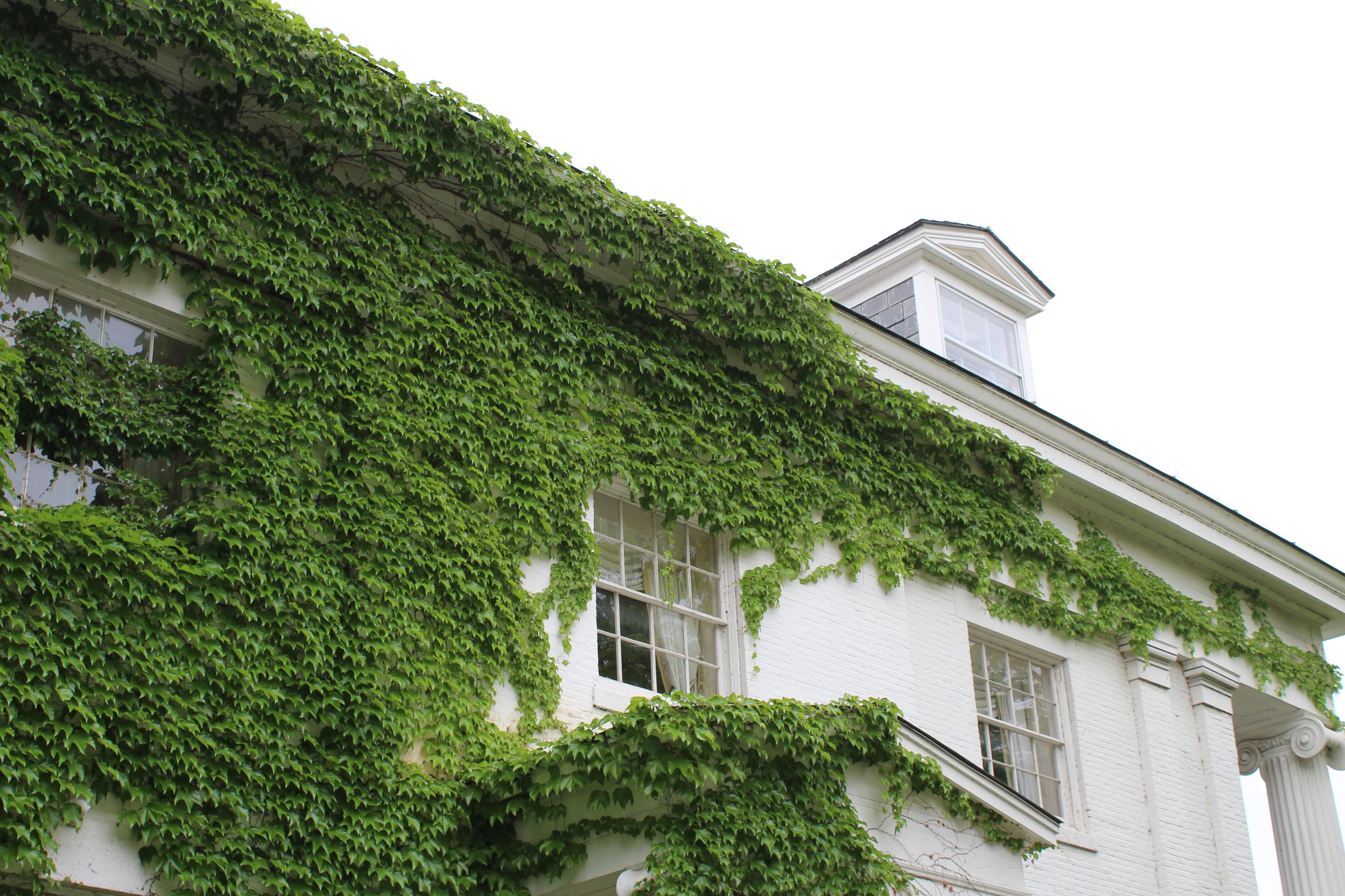 Charming white building with lush ivy, showcasing natural growth and classic architecture.