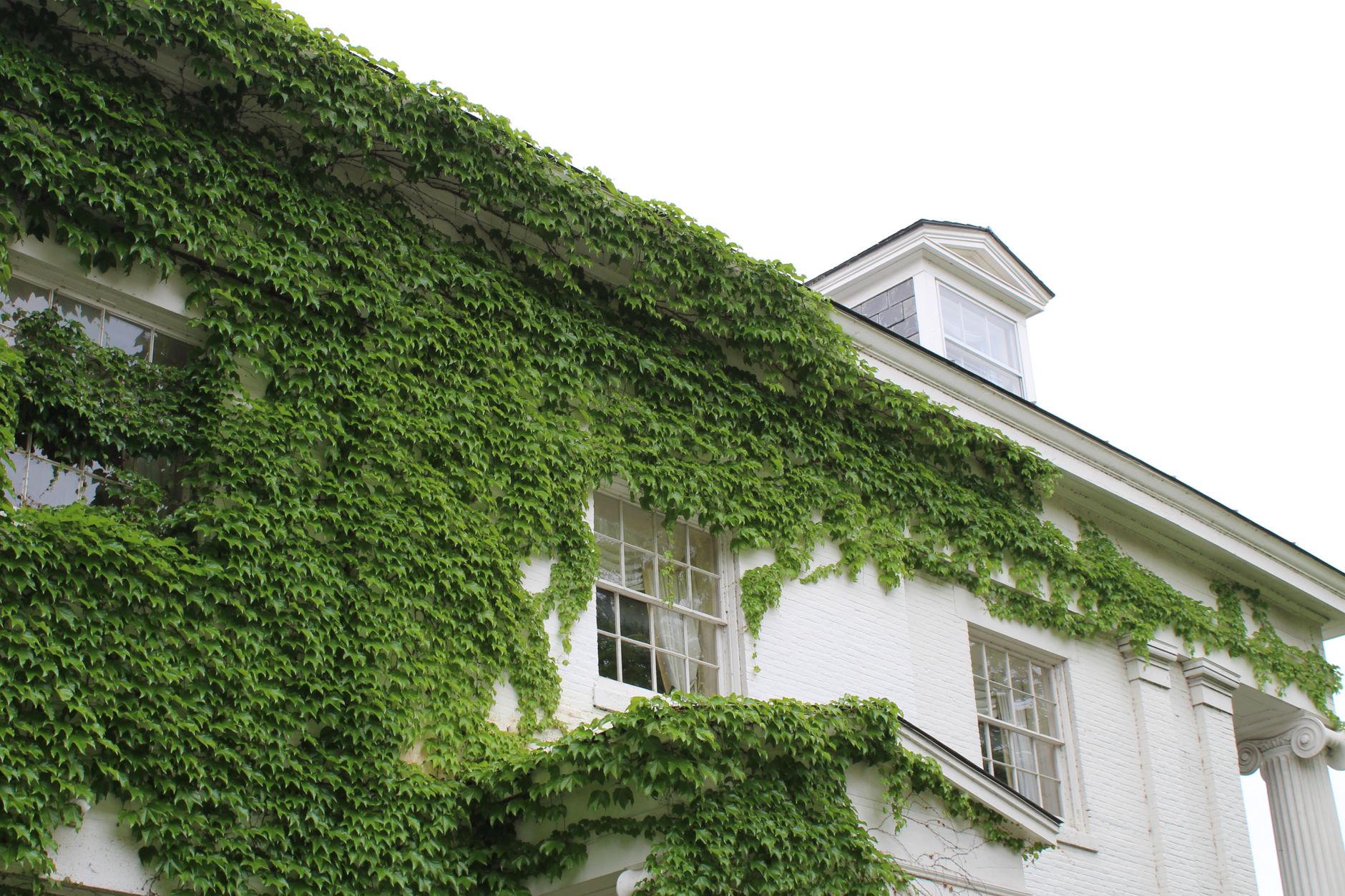 Charming white building with lush ivy, showcasing natural growth and classic architecture.