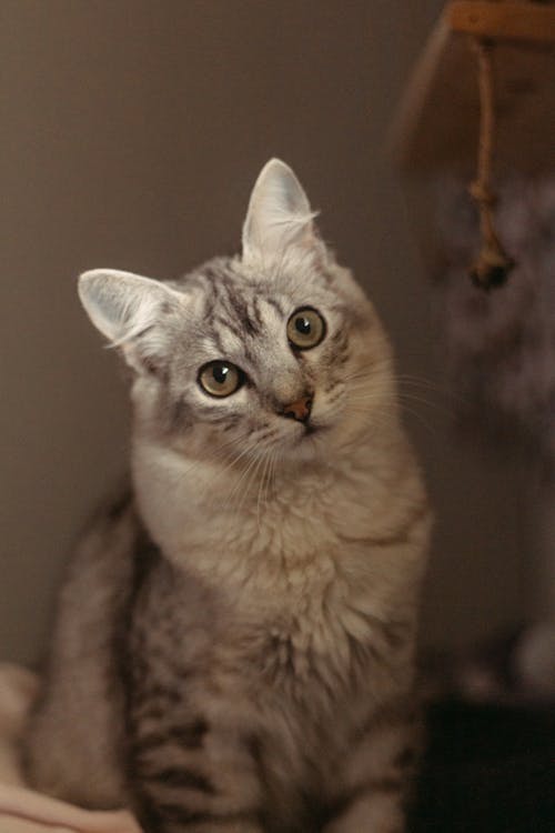 Darmowe zdjęcie z galerii z domowy, futro, kot