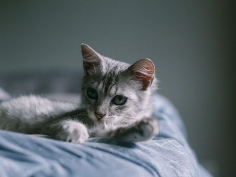 Peaceful grey kitten lounging on a soft bed indoors, perfect for pet lovers.