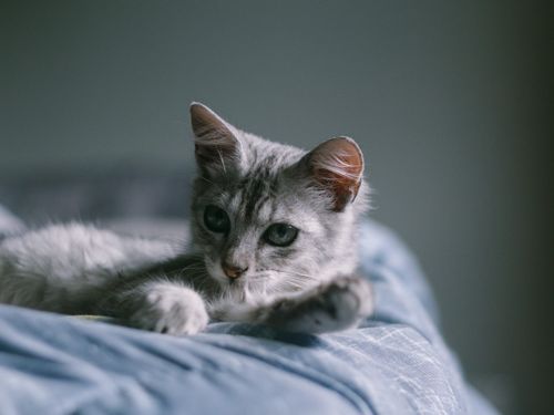 Free Peaceful grey kitten lounging on a soft bed indoors, perfect for pet lovers. Stock Photo