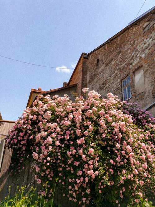 Free Pink roses bloom vividly against a rustic stone building under a clear blue sky. Stock Photo