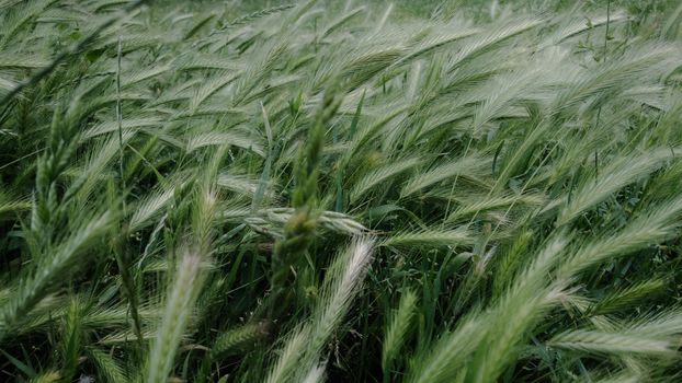 Free stock photo of agriculture, barley cereal, bread