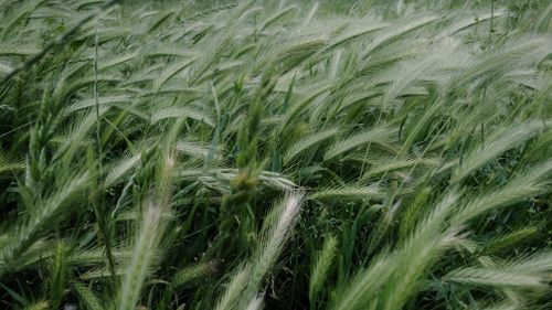 Free Detailed view of lush green barley swaying in a summer breeze, showcasing rural beauty. Stock Photo