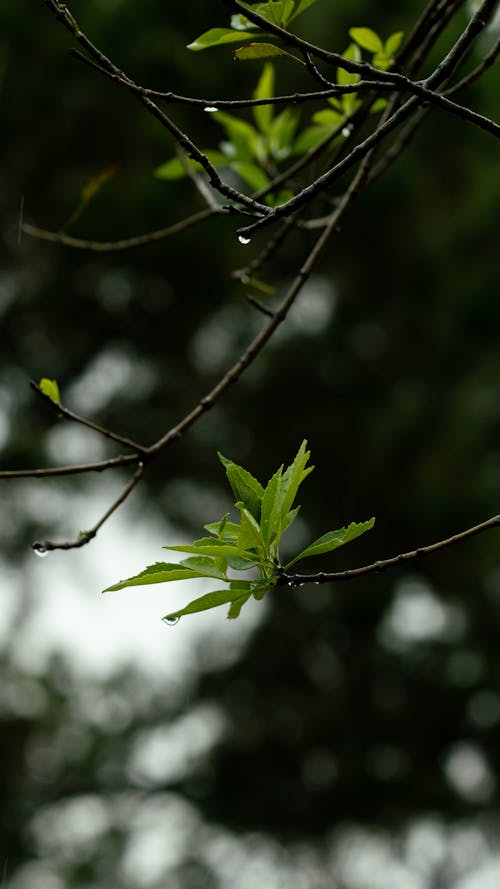 나뭇잎, 물방울, 빗방울의 무료 스톡 사진