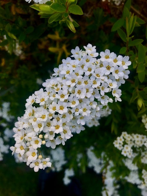 Foto profissional grátis de flor, flor bonita, flor branca
