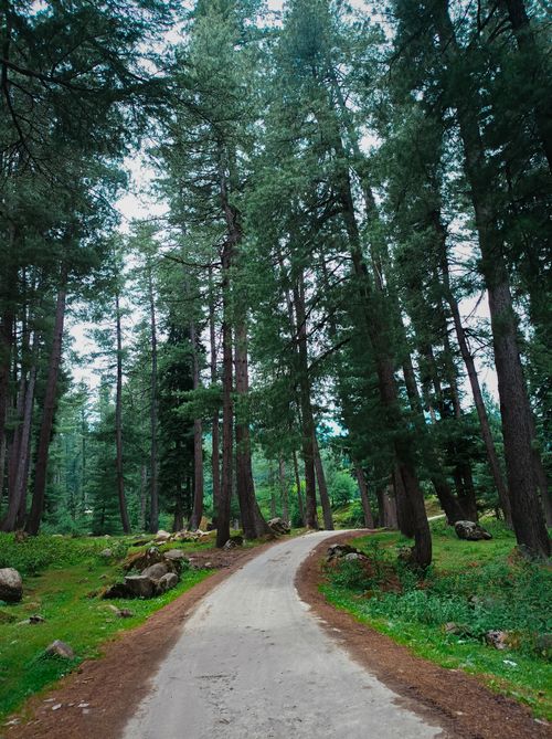 Free A tranquil pathway winding through a lush forest of towering trees, offering a peaceful nature escape. Stock Photo