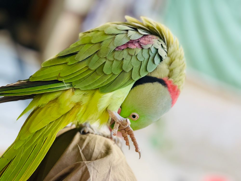 Close-up of a Parrot · Free Stock Photo